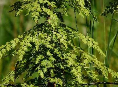 <p>Is this a native or exotic species?</p>