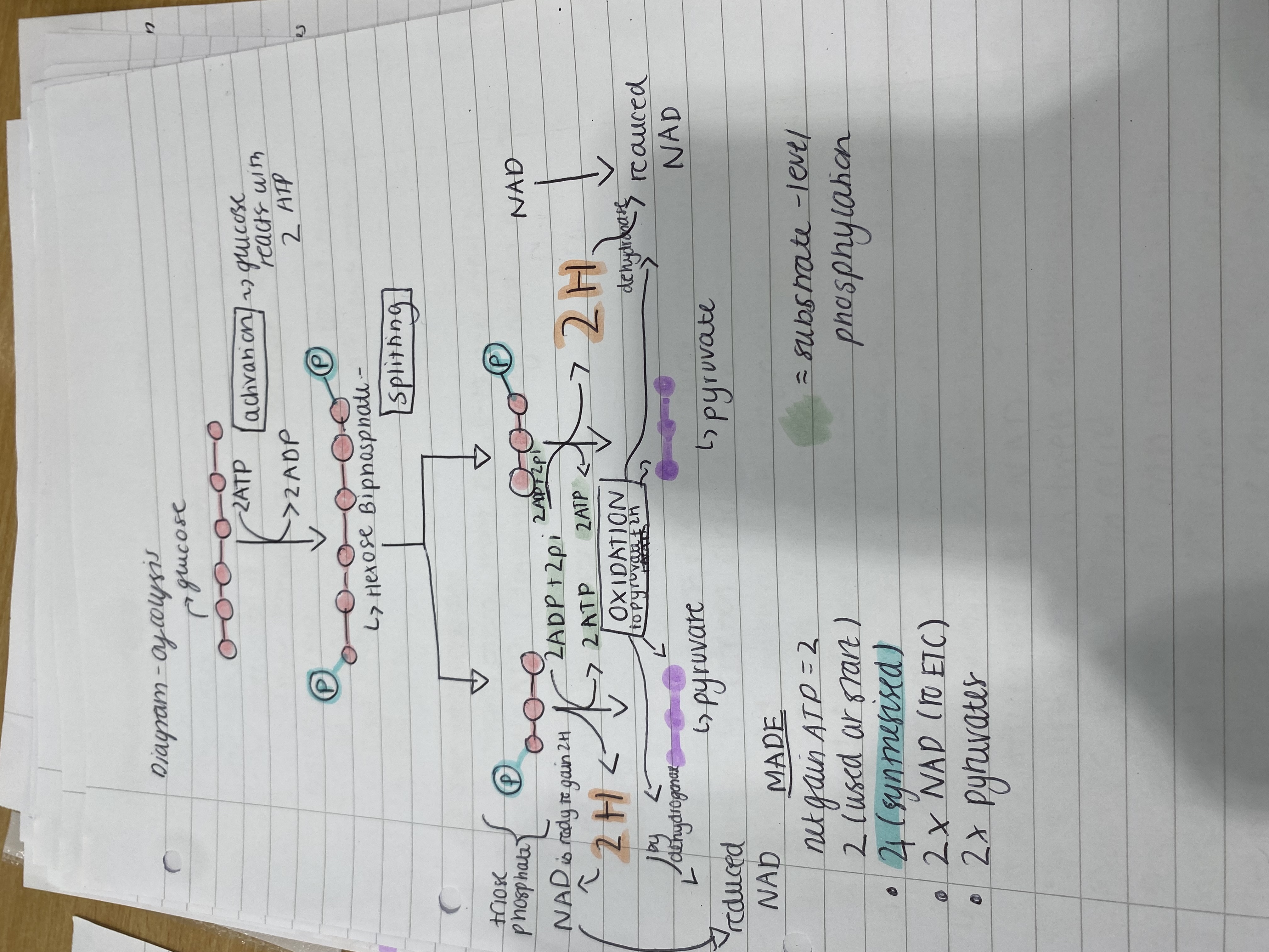 <p>Glycolysis is the splitting of glucose without oxygen in the cytoplasm as glucose cant diffuse across into mitochondria and there are no enzymes</p><p>Steps </p><ol><li><p>Glucose is phosphorylated (added phosphate) by reacting with 2 ATP to form 2 ADP and hexose biphosphate which is more reaction and less polar (can’t diffuse out of cell)</p></li><li><p>Hexose biphosphate splits into 2 × triose phosphates which are 3 carbon mols with a glyceraldehyde 3- phosphate. </p></li><li><p>The triose phosphate is then oxidized to pyruvate by dehydrogenase to release 2H per triose phosphate and this energy makes 4 ATP ( 2 per triose phosphate) by substrate-level phosphorylation with the phosphate from the triose phosphate. The 2H reduce NAD to reduced NAD x2 which goes to the electron transport chain.</p></li></ol><p></p>