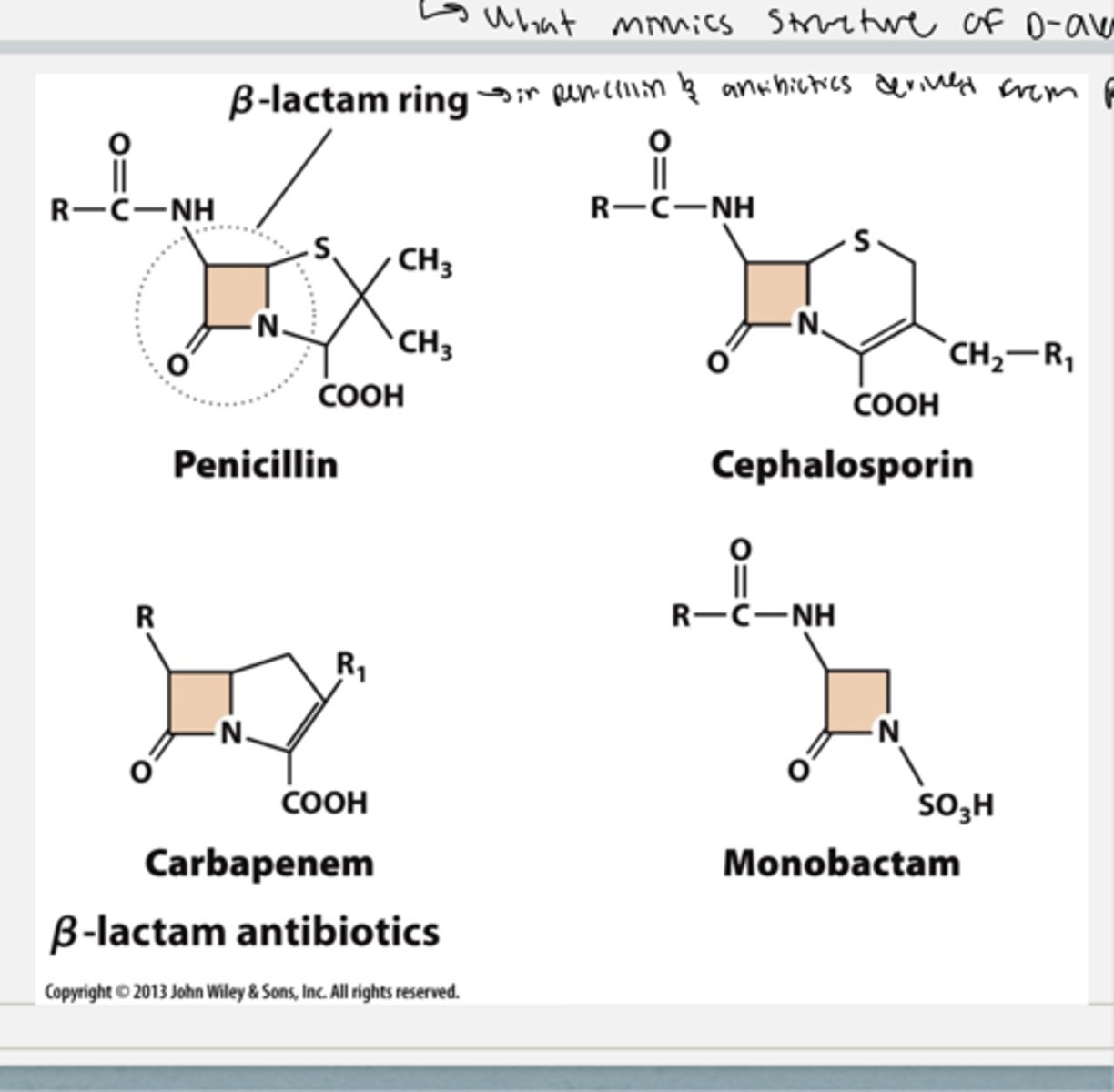 <p>beta lactam family which also includes ceopahlosporin, carbapenem, and monobactam because all of them contain a beta lactam ring</p>