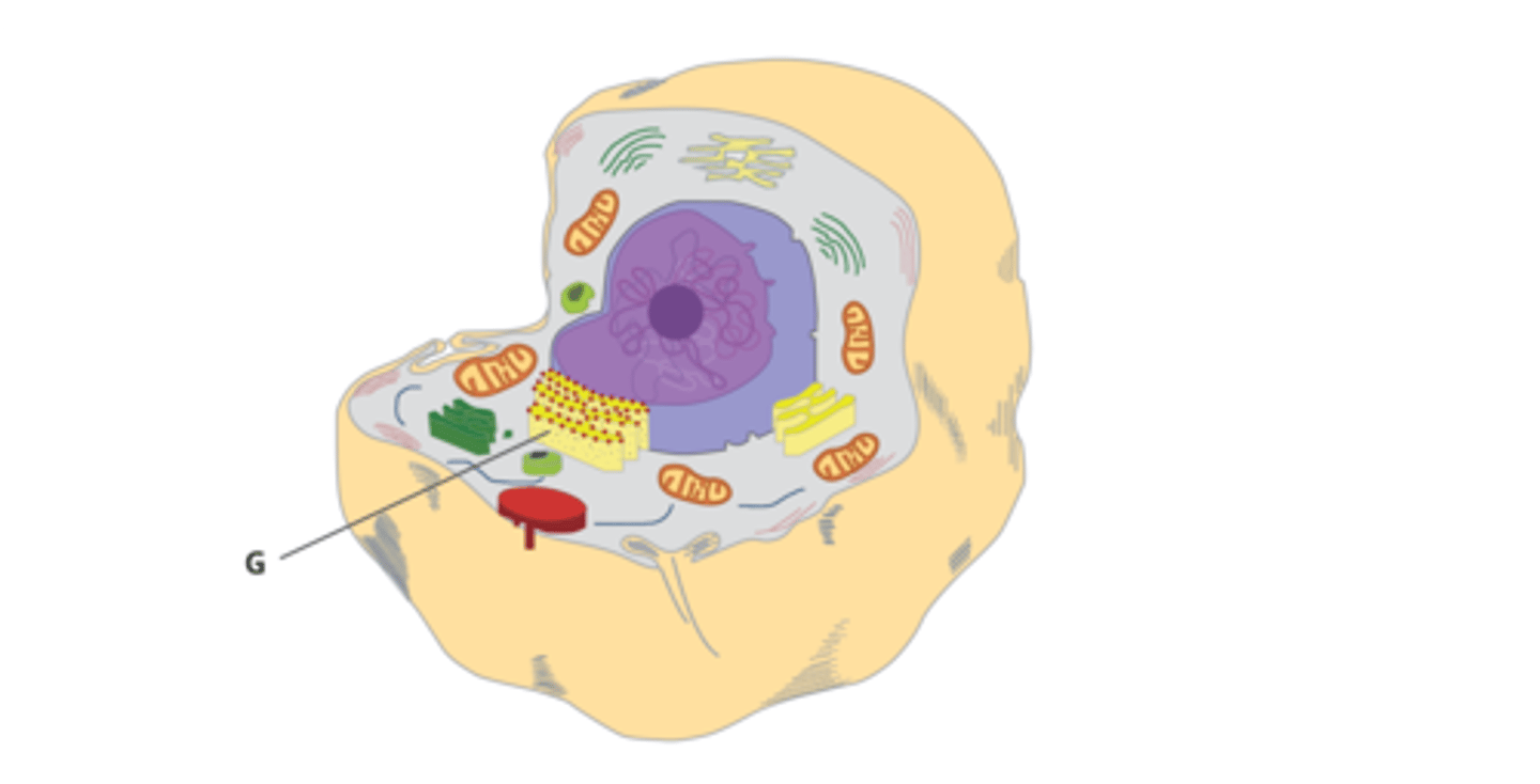 <p>Membrane and secretory proteins are made on the ribosomes of the rough endoplasmic reticulum.</p>