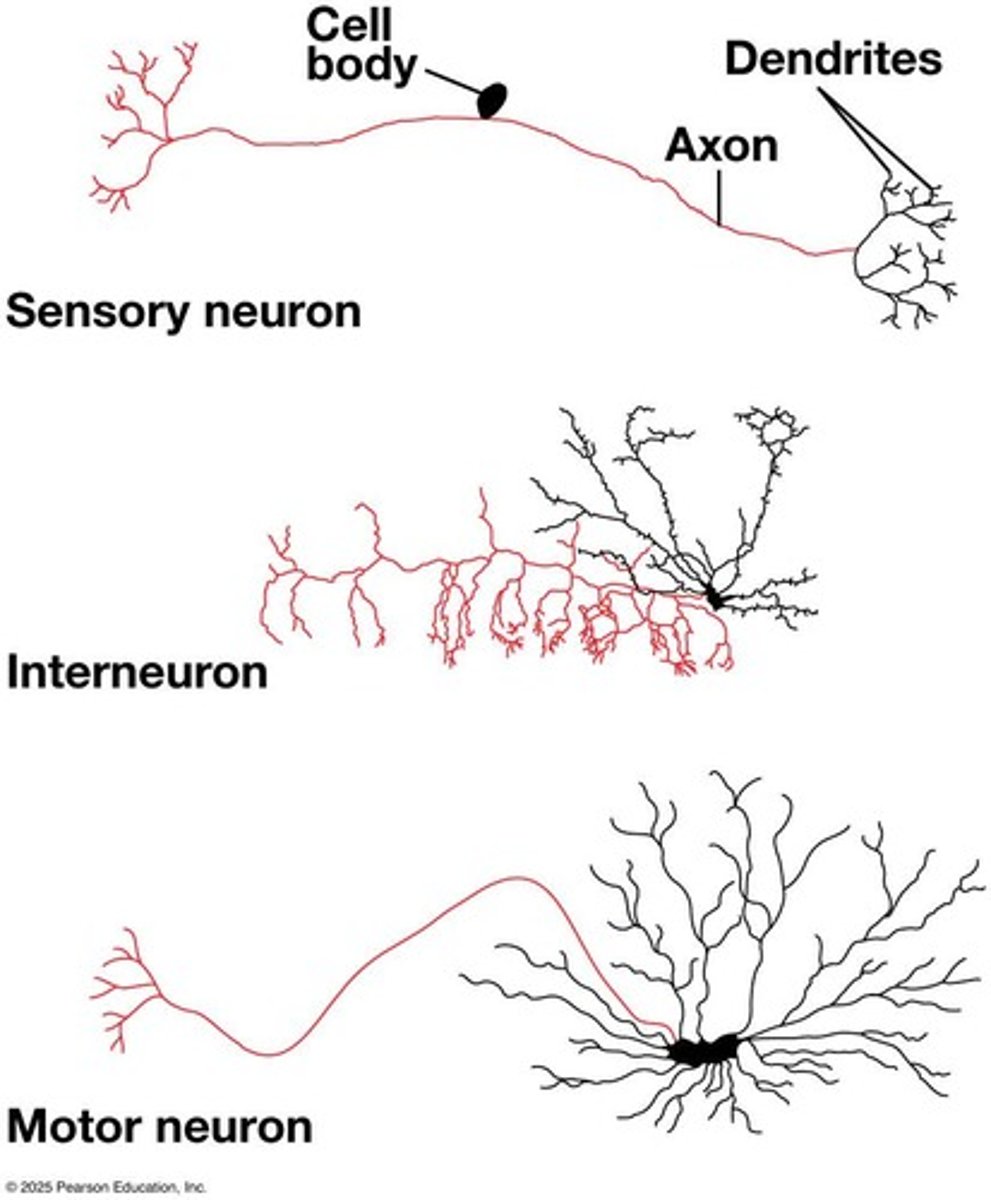 <p>The part of the nervous system that carries information into and out of the CNS.</p>