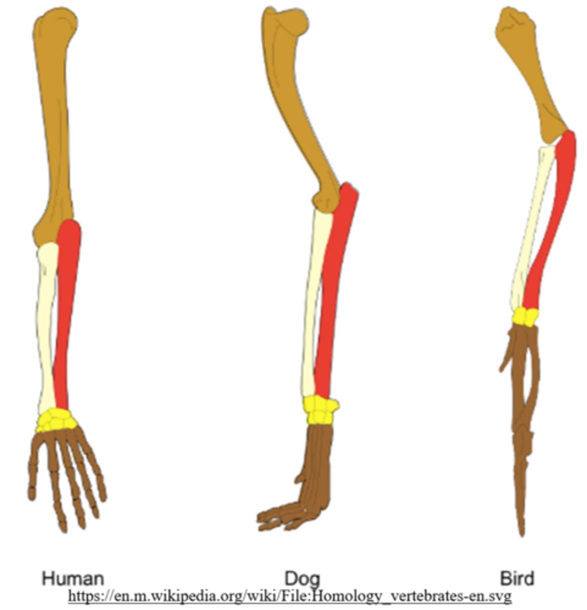 <p>the forearm of a bird and the forearm of a human</p>