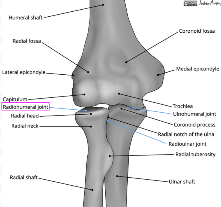 <p>radius &amp; humerus</p>