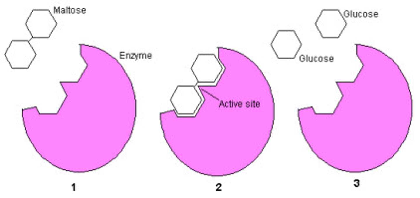 <p>breaks down the disaccharide maltose</p>