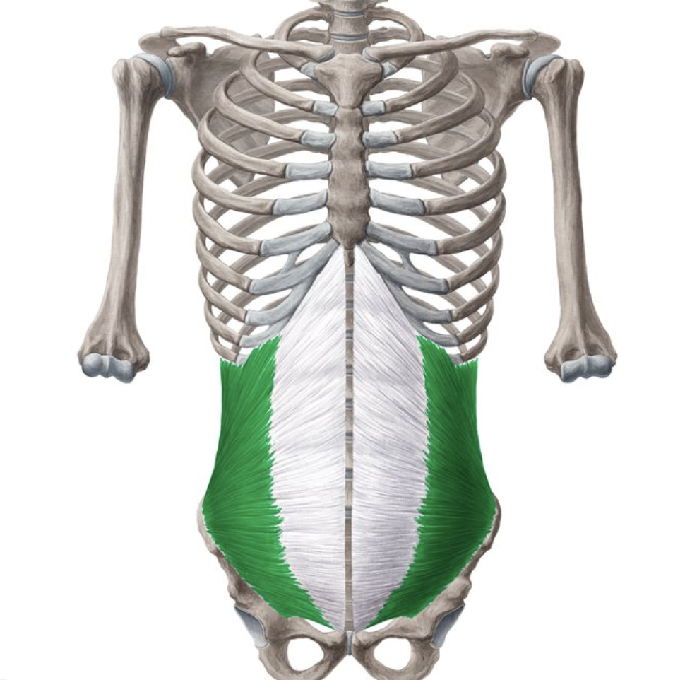 <p>origin : lumbar fascia, iliac crest, and inguinal ligament insertion : linea alba, pubic crest, and costal cartilage of last ribs</p>