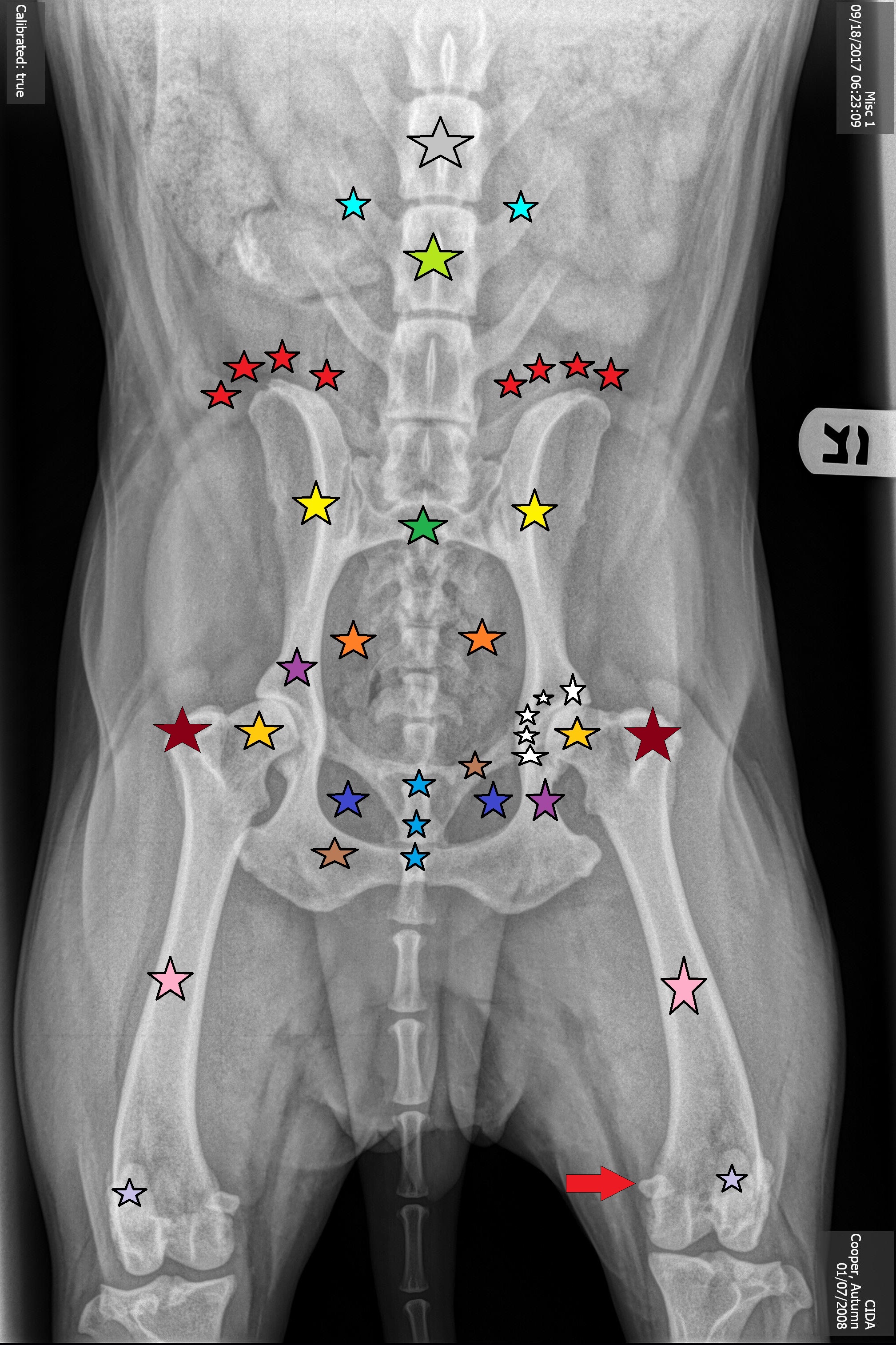 <p><span style="background-color: transparent;"><span>White Stars </span></span></p>