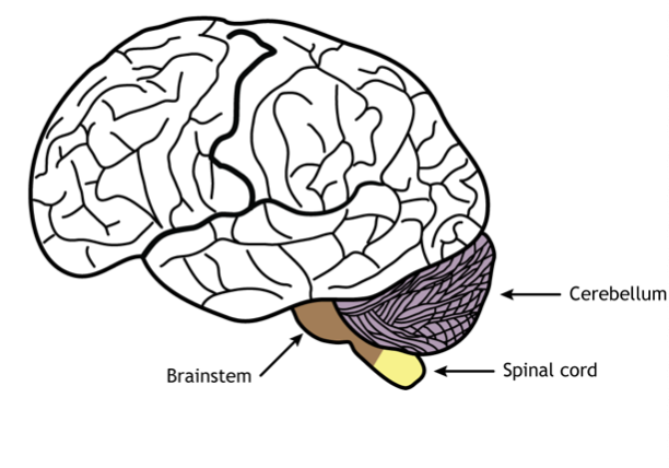 <ul><li><p>Movement coordination</p></li><li><p>Equilibrium and balance</p></li></ul><p></p>