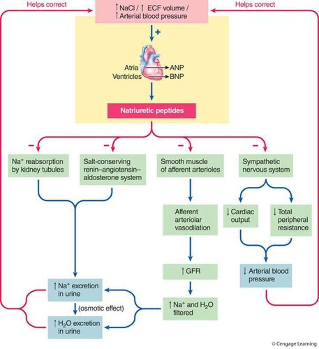 <p>Atrial natriuretic peptide (ANP) and brain natriuretic peptide (BNP)</p>