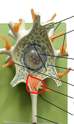 <p><strong><u>FUNCTION</u></strong> = site of depolarization, very important</p><p></p>