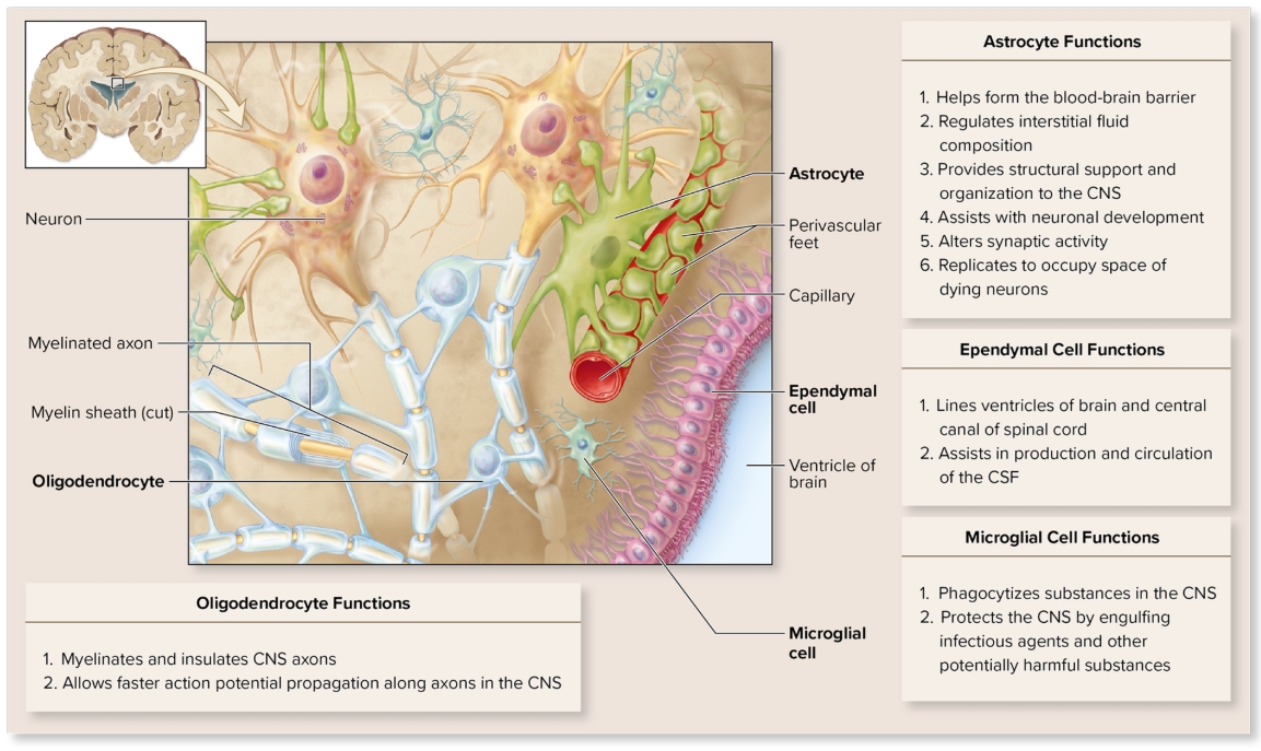 <p>Glial cells within CNS: Ependymal</p>