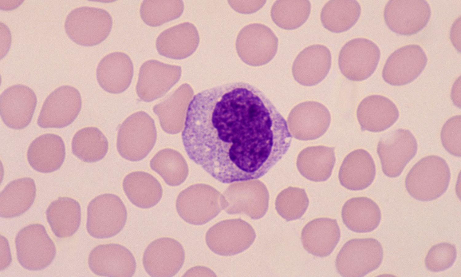 <p>a bi-lobed nucleus with purple cytoplasm</p>