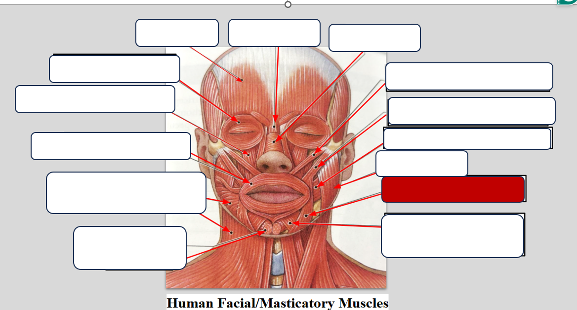 <p>Label the muscle </p>