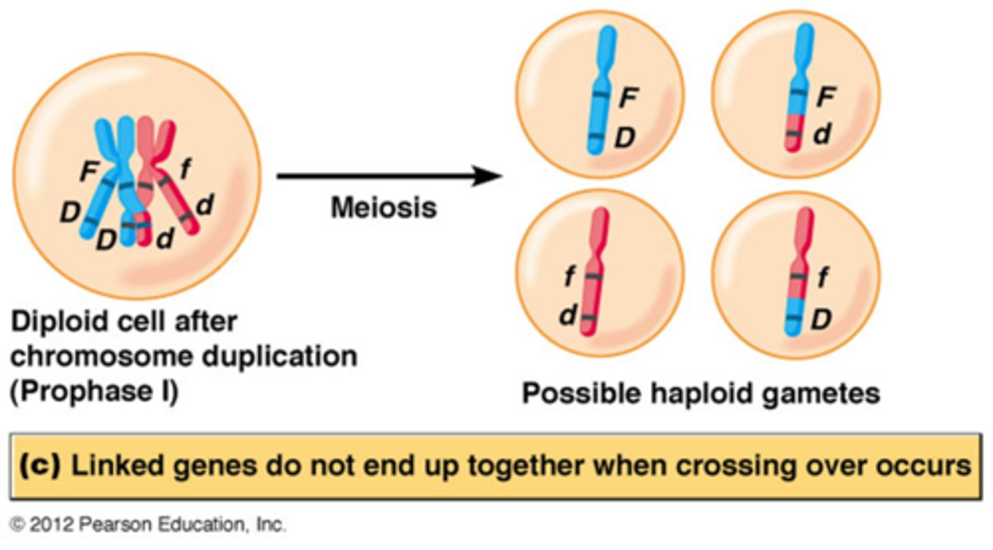 <p>Er zijn 4 mogelijke gameten dat kunnen gevormd worden (het is niet 1/4 verdeeld)</p>