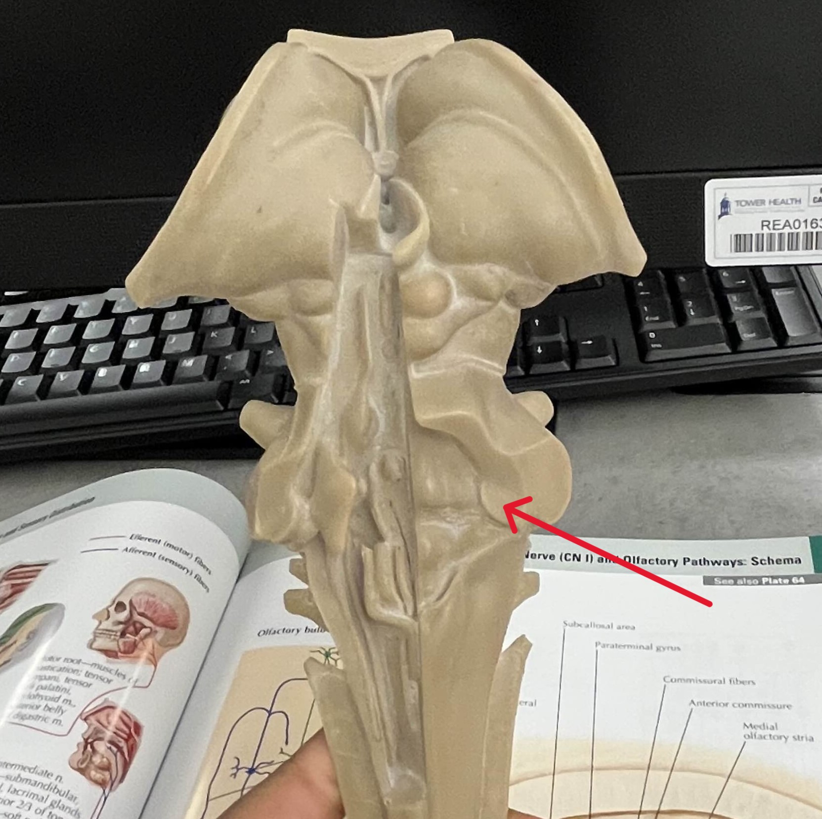 <p>Which part of the brain is:</p><ul><li><p>Connects cerebellum to medulla oblongata</p></li></ul><p></p>