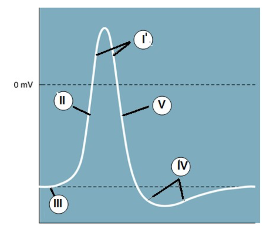 <p><span>Which region is known as the "undershoot" of the action potential?</span></p>