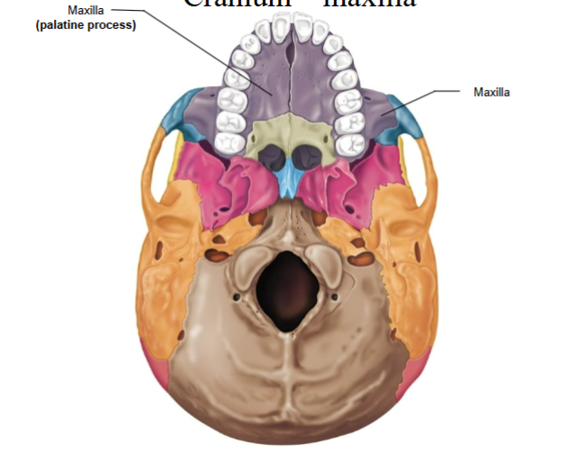 <p>Palatine process - anterior part of the hard palate</p>