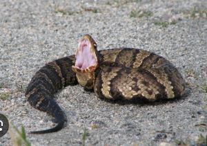 <p>Northern Cottonmouth</p>