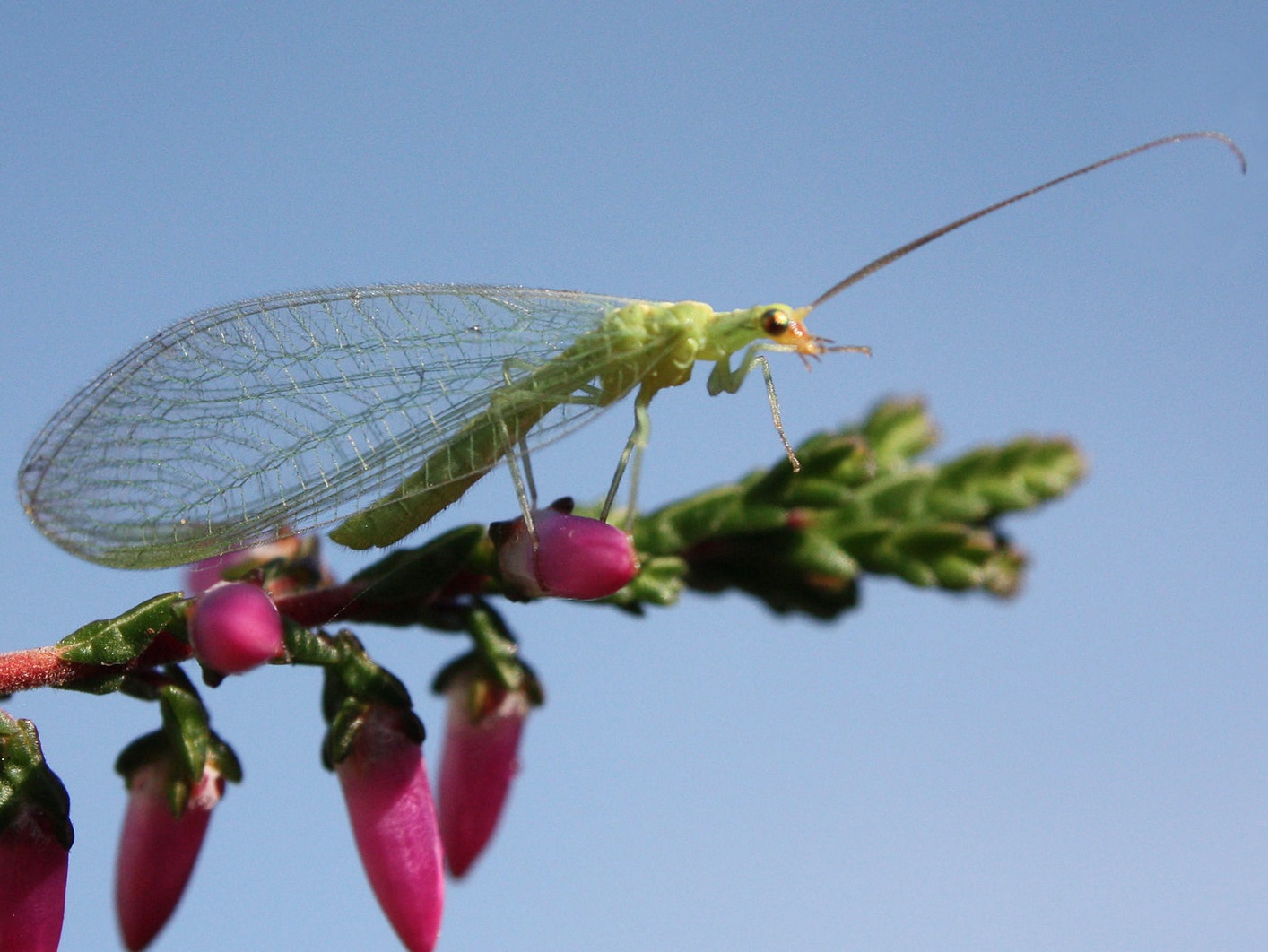 <p>Dobsonflies + Alderflies + Lacewings + Antlions (+ more)</p>