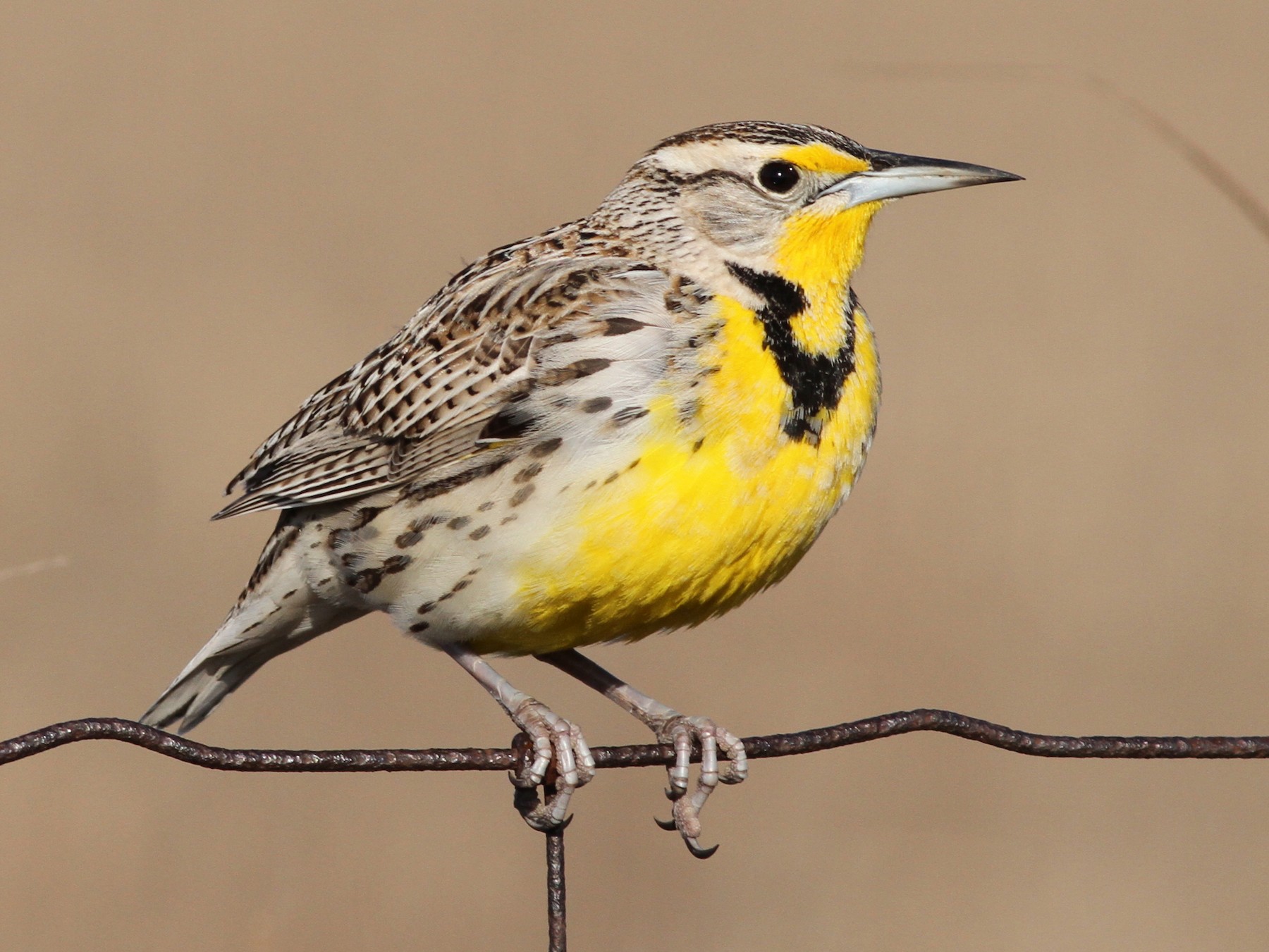 Western Meadowlark