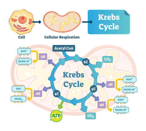 <p>a chain of reactions occurring in the mitochondria, through which almost all living cells <strong>produce energy</strong> in <u>aerobic respiration</u>. It uses oxygen and gives out <strong>water</strong> and <strong>carbon dioxide</strong> as products.</p>