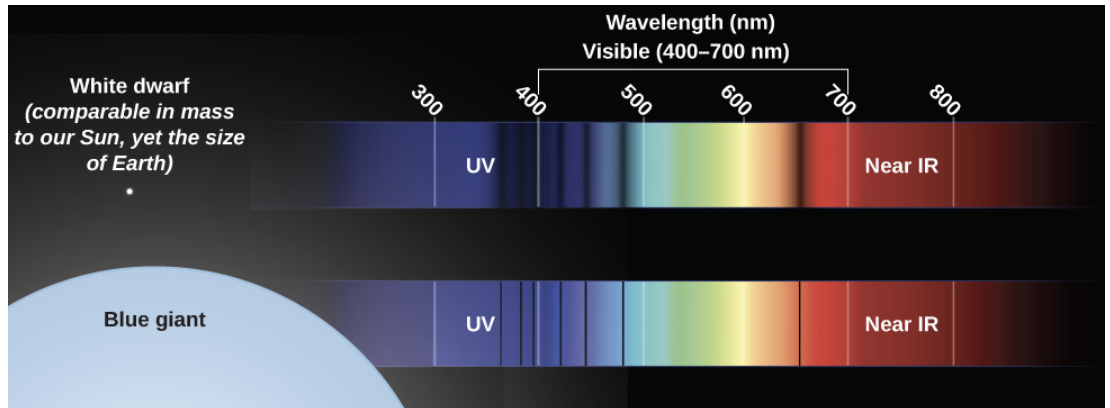 <p><strong><u>Size</u></strong></p><p><strong>Larger stars have less pressure in their atmosphere,</strong> thus fewer collisions (less density), thus narrow spectral lines. </p><p><strong>Larger stars also have more ionized atoms</strong>. Atoms can be ionized in any stellar atmosphere but they stay ionized longer is a giant star’s atmosphere.</p>