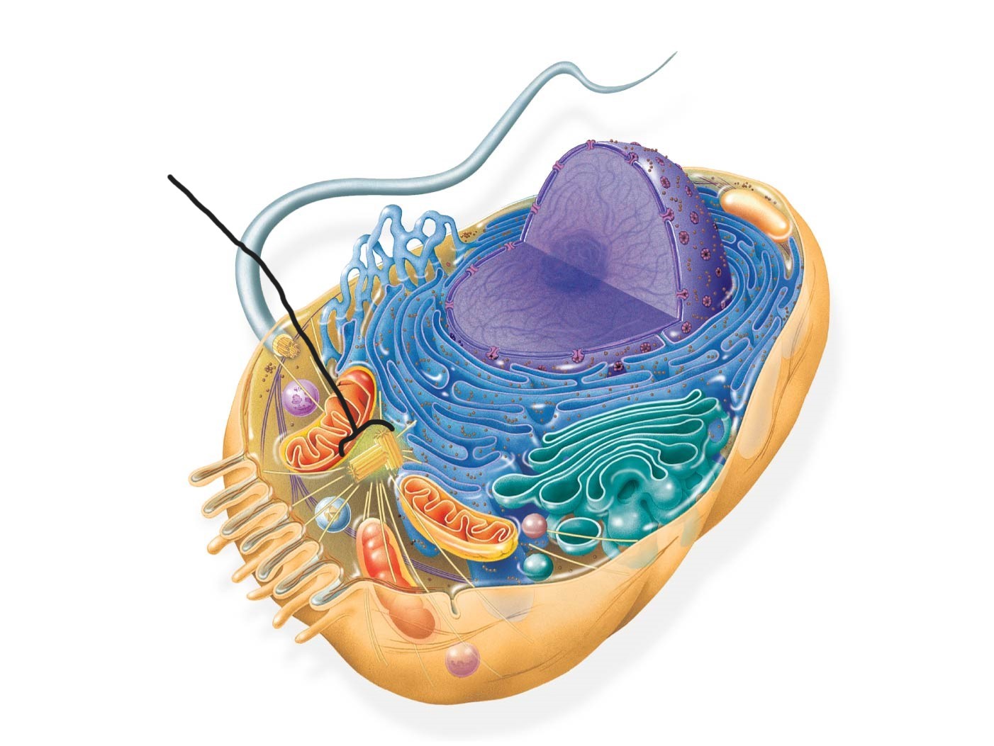 <p>2 animal cell </p>