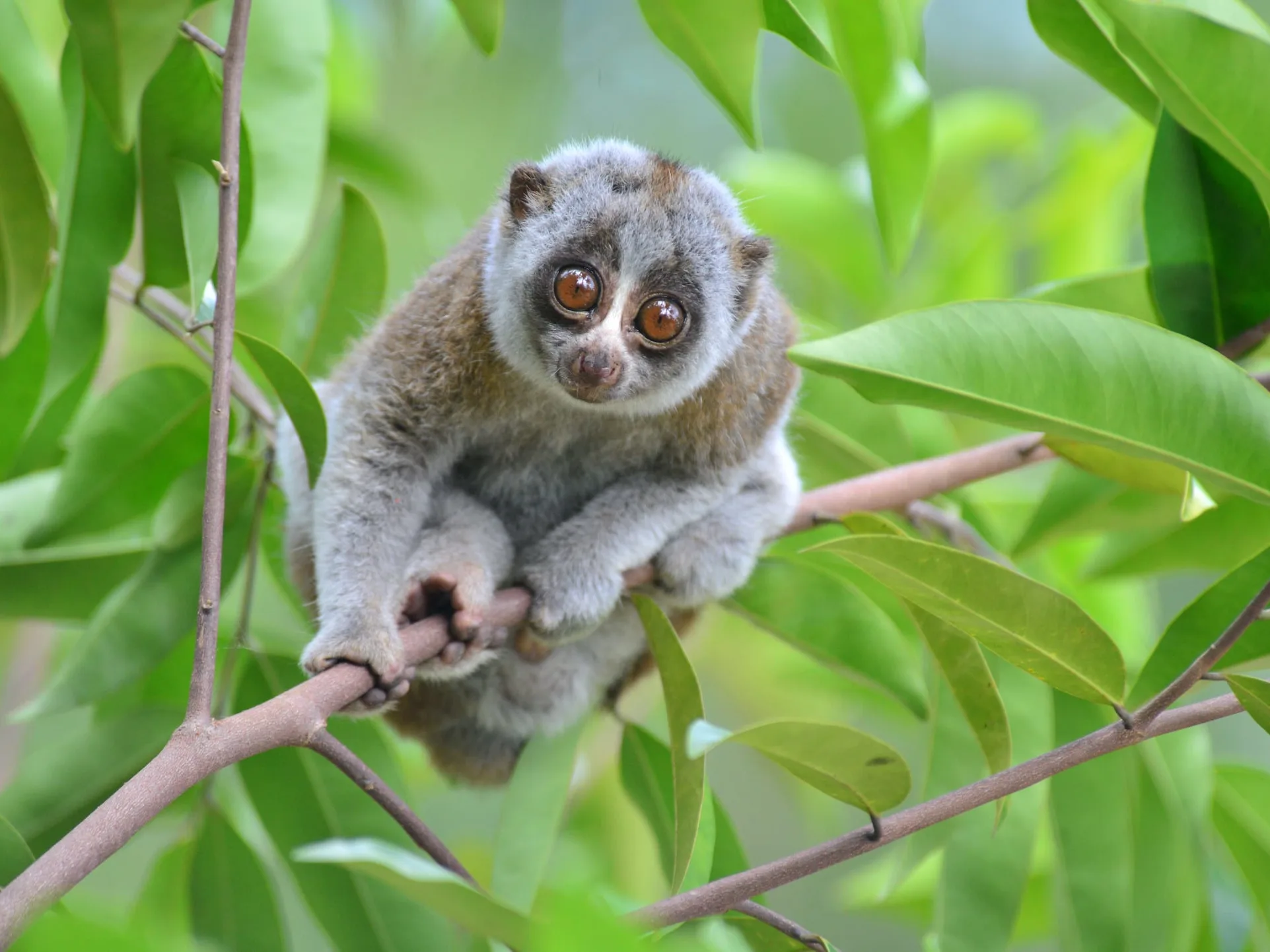 <p>loris</p>