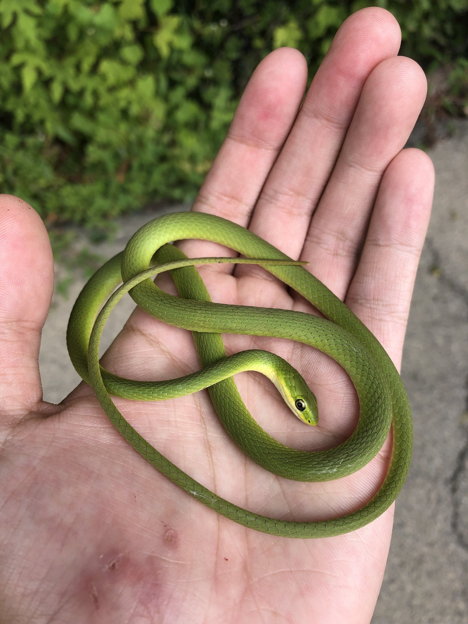 <p>Family Colubridae</p><p>Latin: Opheodrys aestivus</p><p>Rough Greensnake</p>