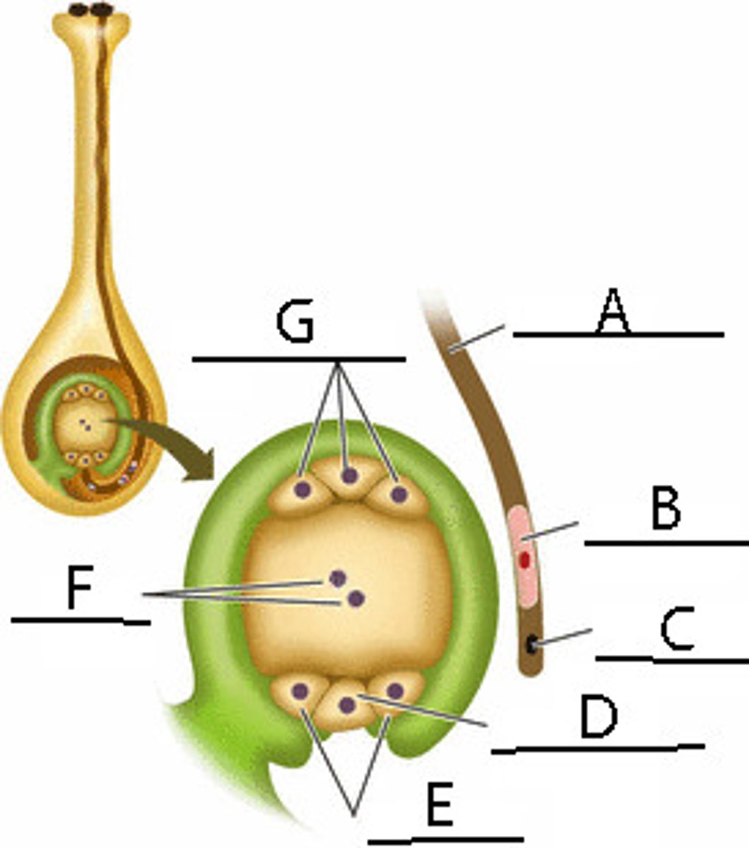 <p>What is the term for this cells E seen in double fertilization?</p>
