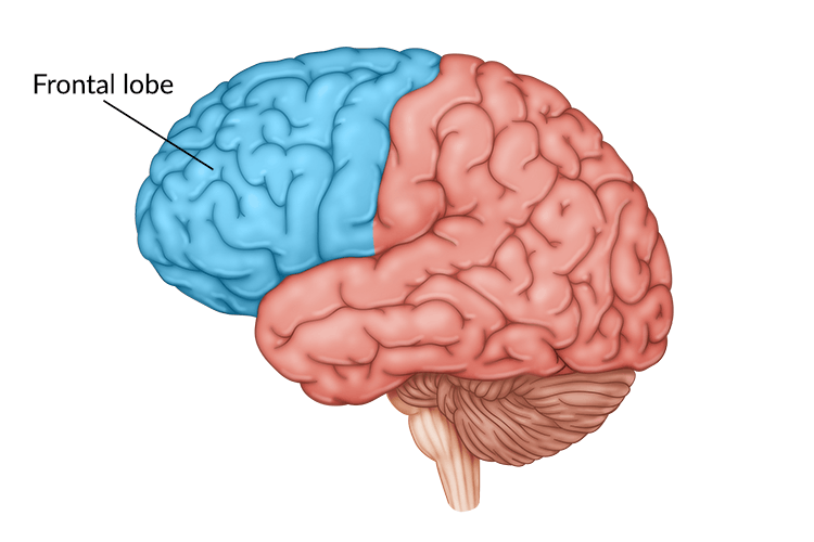 <p>the area of the cortex that directs higher-level cognitive activities, such as language, emotions, control of social behavior, and decision making.</p>
