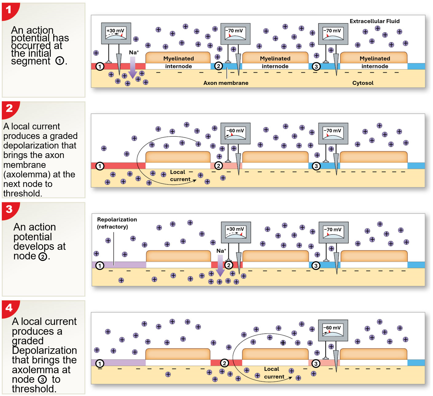 <p>occurs in myelinated axons</p><p>faster than continous propagation &amp; requires less energy</p><p>myelin sheath prevents continous propagation</p><p>local current “jump” from node to node</p><p>depolarization occurs only at nodes</p>