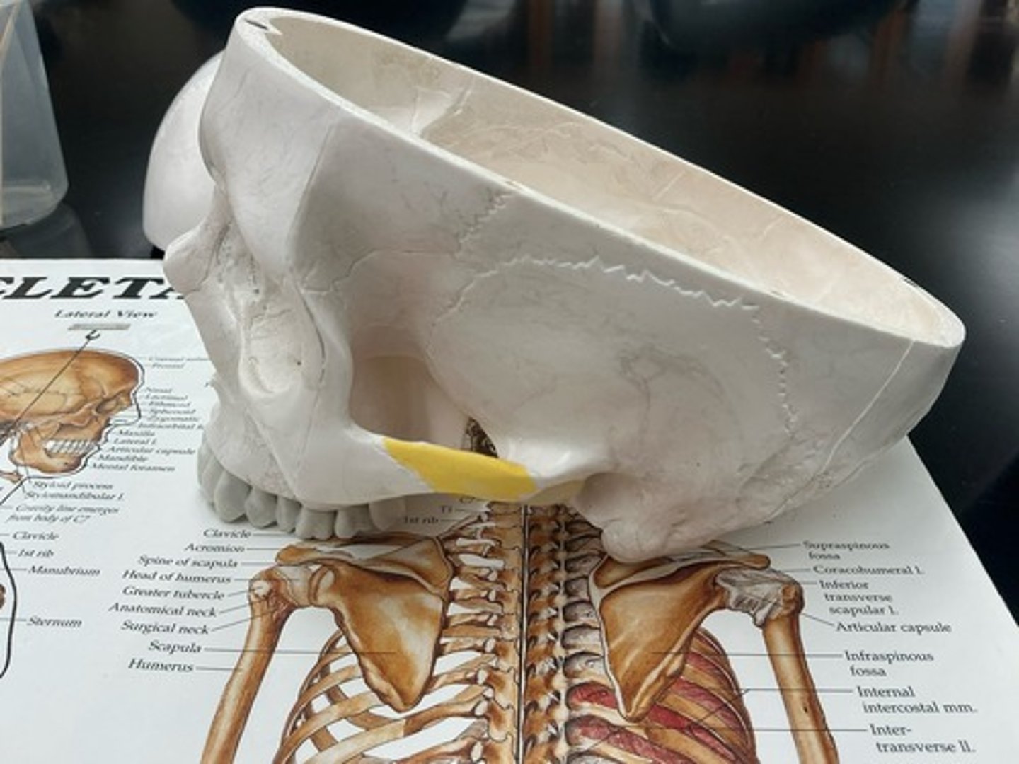 knowt flashcard image