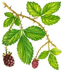 Family: Rosaceae 

Common: blackberry

Range: Native
 
Habitat: Hydric to mesic sites, open areas, edges.

Growth habit: grow up, die back, resprout. Vining, crawling, or erect.

Bark: Herbaceous with thorns
 
Persistence: Perennial 

Leaves: Palmately compound & alternate, serrate to dentate margins. Dark green above, lighter under.

Stems and midrib of leaf are armed with prickles!

Flower/fruit: flowers in spring, fruit in summer -> aggregate of drupes.

Eaten by small animals, mammals, humans.

Tolerances: shade intolerant, mod salt, readily resprouts after fire, flood mod