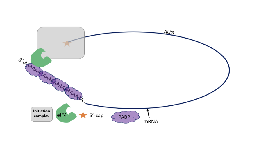 <p><strong>1)</strong> The initiator tRNA and initiation factors recognize 5’ cap and bind to small subunit of ribosome </p><p><strong>2) </strong>The tRNA small ribosomal subunit bind to 5’ end of mRNA, moves along 5’ to 3’ in search of start codon (AUG) </p><p><strong>3)</strong> When the start codon is found, initiation factors are related and the large ribosomal subunit binds </p><p></p>