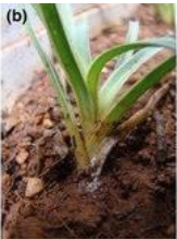 <ul><li><p>Trichothecenes: DON</p></li><li><p>Fumonisins</p></li><li><p>Zearalenone</p></li></ul><p></p>