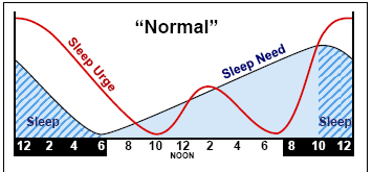 <p>circadian rhythms</p>