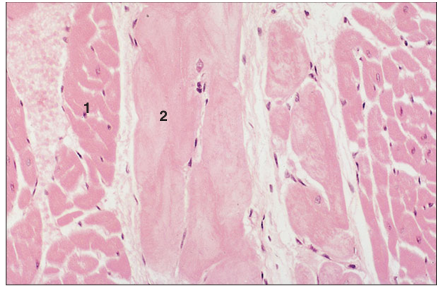 <p>name of histologic slide:</p><p>Specie:</p><p>Parts</p><p>1.__ 2.__</p><p>Stain Used:</p>