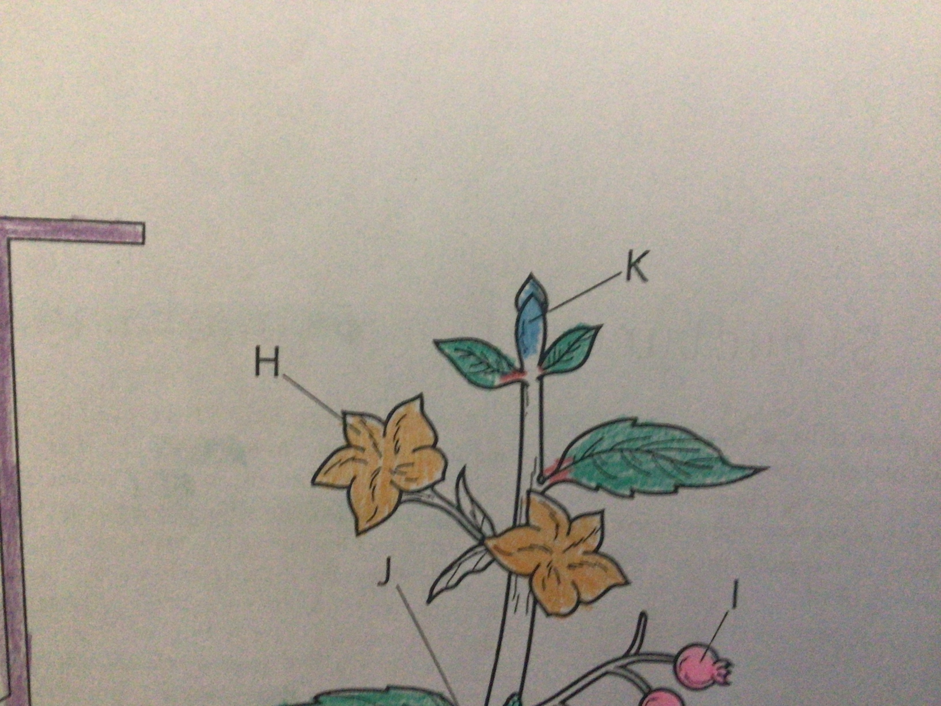 Upper portion of a stem where growth occurs