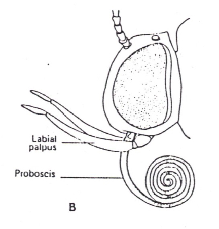 <p>siphoning mouthparts</p>