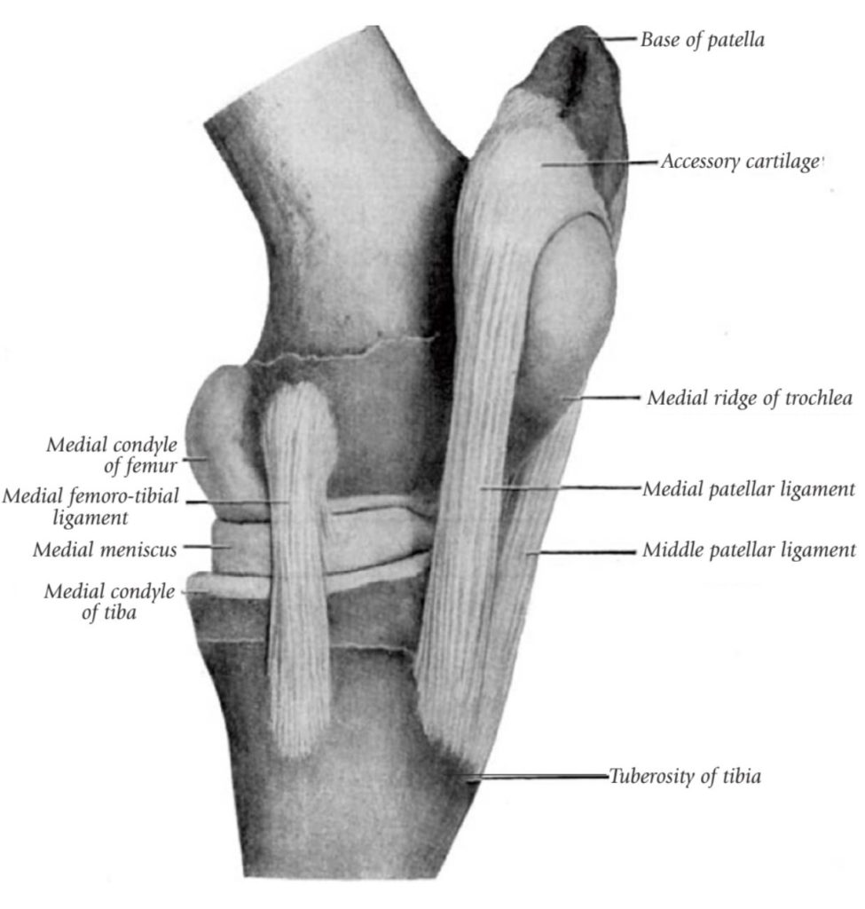 <p>Patellar ligaments </p>