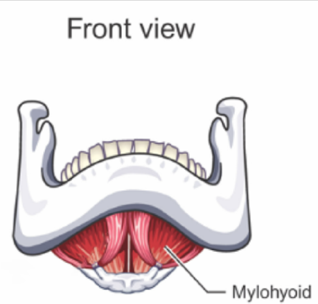 <p><u>LOWERS </u><strong><u>mandible</u></strong><u> (opens mouth) and ELEVATES </u><strong><u>hyoid bone</u></strong><u> and</u><strong><u> larynx</u></strong></p><p><span style="background-color: transparent;"><span>Connected to lower structure of mandible</span></span></p><p><span style="background-color: transparent;"><span>similar to Digastric and Geniohyoid</span></span></p>