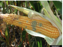 <ul><li><p>Aflatoxins</p></li><li><p>Ochratoxins</p></li></ul><p></p>