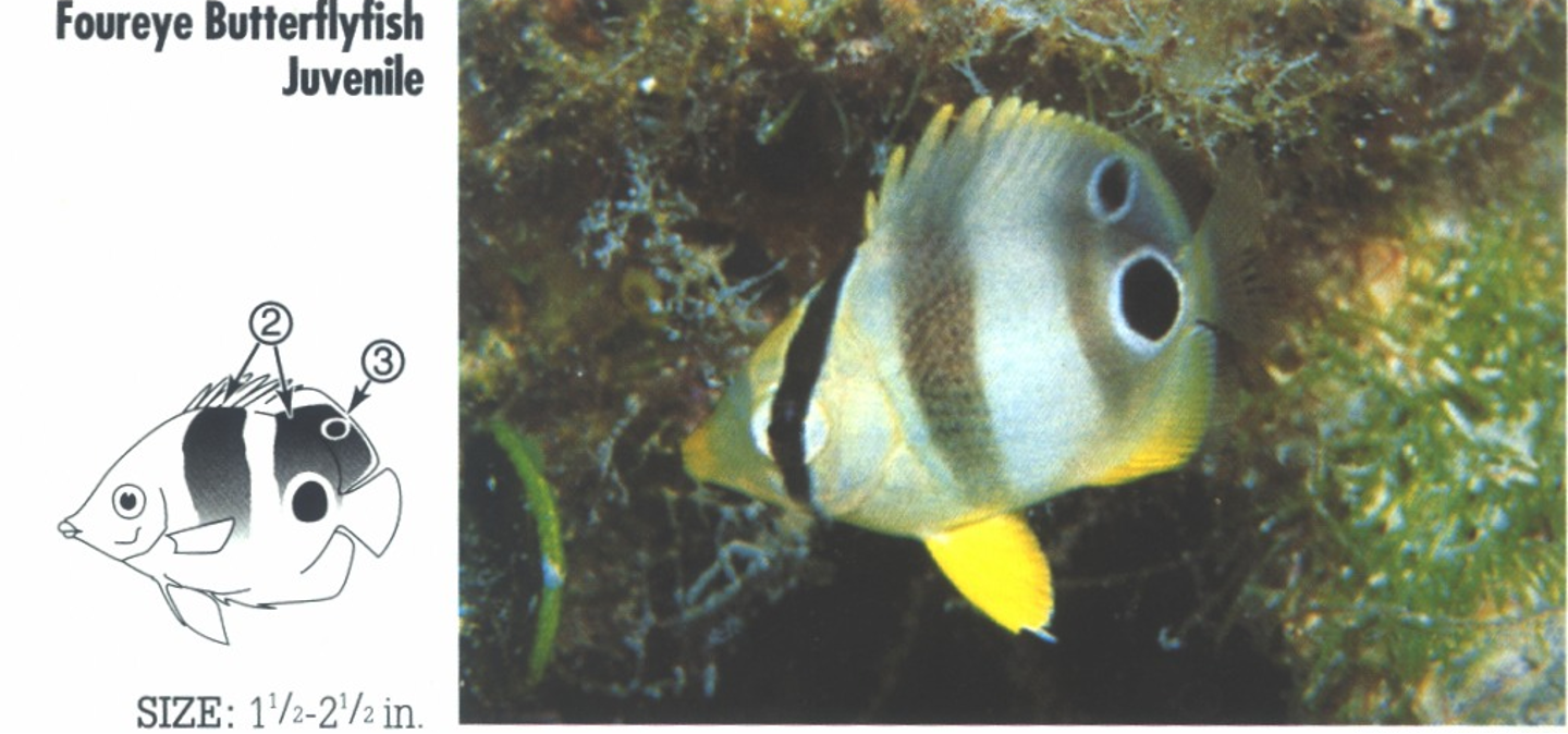 <p><span>JUVENILE: 2. Two wide, dusky body bars. 3. Very young have second, smaller black spot ocellated in white on rear dorsal above larger spot.</span></p>