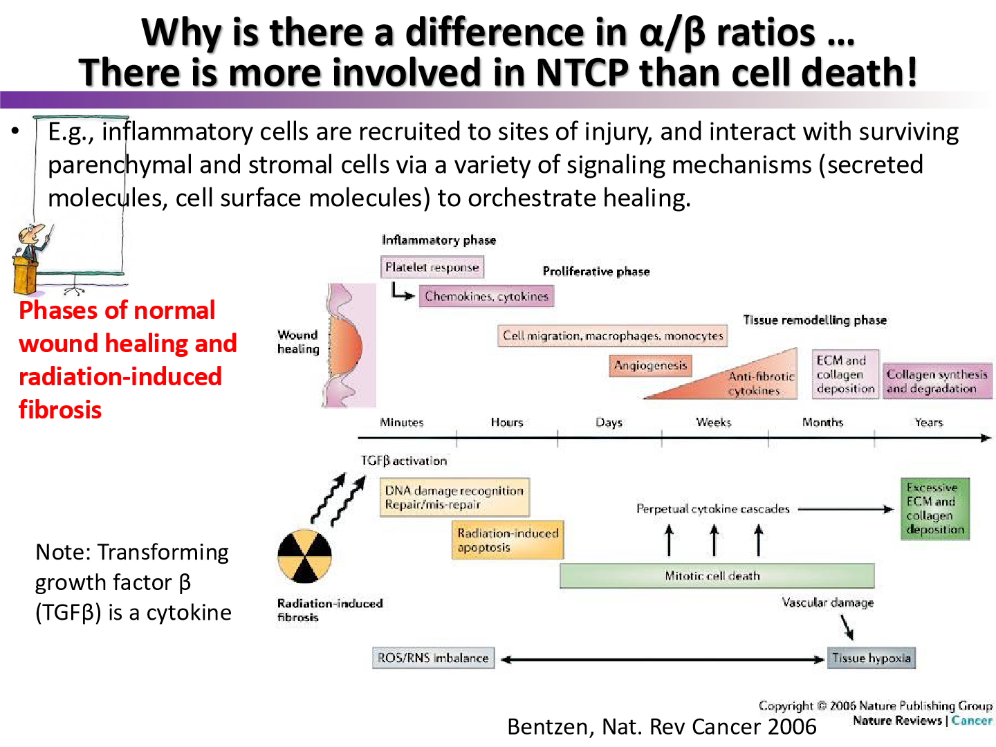 <p>what was the model of normal wound healing in this figure called?</p>