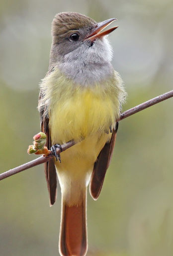 <p>What bird is this? </p>