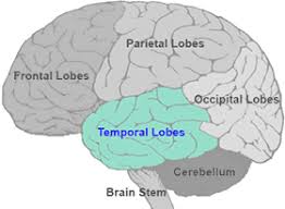 <p>sides of the brain, auditory and language, etc.</p>