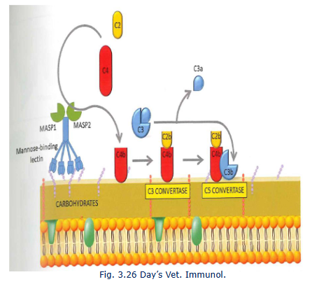 <p>Mannose binding lectin (MBL) is acute phase protien</p><p>ACtives C4 (C4a and C4b)</p><p>C4b binds to pathogen surface and binds C2</p><p>C2 is cleaved into C2a and C2b</p><p>C4bC2b = classival C3 convertase</p><p>C4bC2bC3b = C5 convertase</p>