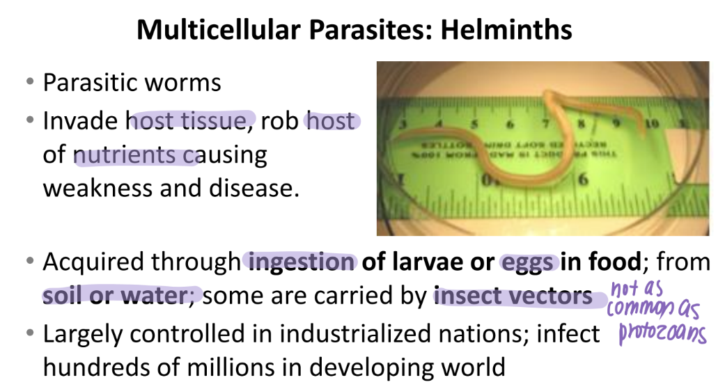 <p>ingestion of larvae or eggs in FOOD</p><p>soil/water </p><p>insect vectors (rare) </p>