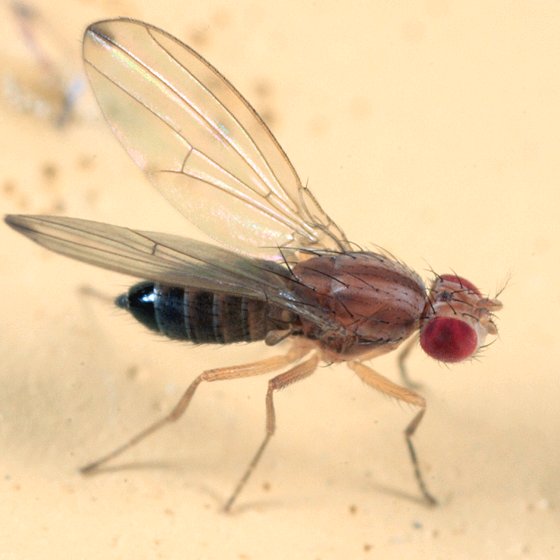 <p>Family: Drosophilidae (vinegar flies)</p><p></p><p>Wing vein C with 2 breaks</p><p>Wing vein Sc present but reduced</p>