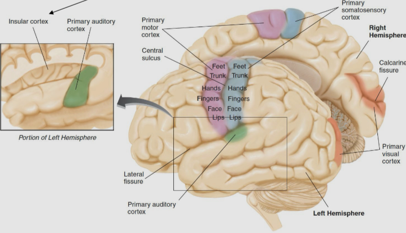 <ul><li><p>Primary motor cortex (frontal lobe): contains motor neurons that Synapse in the spinal cord. Different regions of the primary motor cortex control different parts of the body.</p></li><li><p>Somatosensory cortex (parietal lobe): is where touch information enters the cerebral cortex. Different regions of somatosensory cortex receive information from I different parts of the body</p></li><li><p>Primary auditory cortex (temporal lobe): is where auditory information enters the cortex</p></li><li><p>Primary visual cortex (occipital lobe): is where visual information enters the cerebral cortex</p></li><li><p>There is also the insular cortex, where gustatory information enters the cerebral cortex</p></li></ul><p></p>